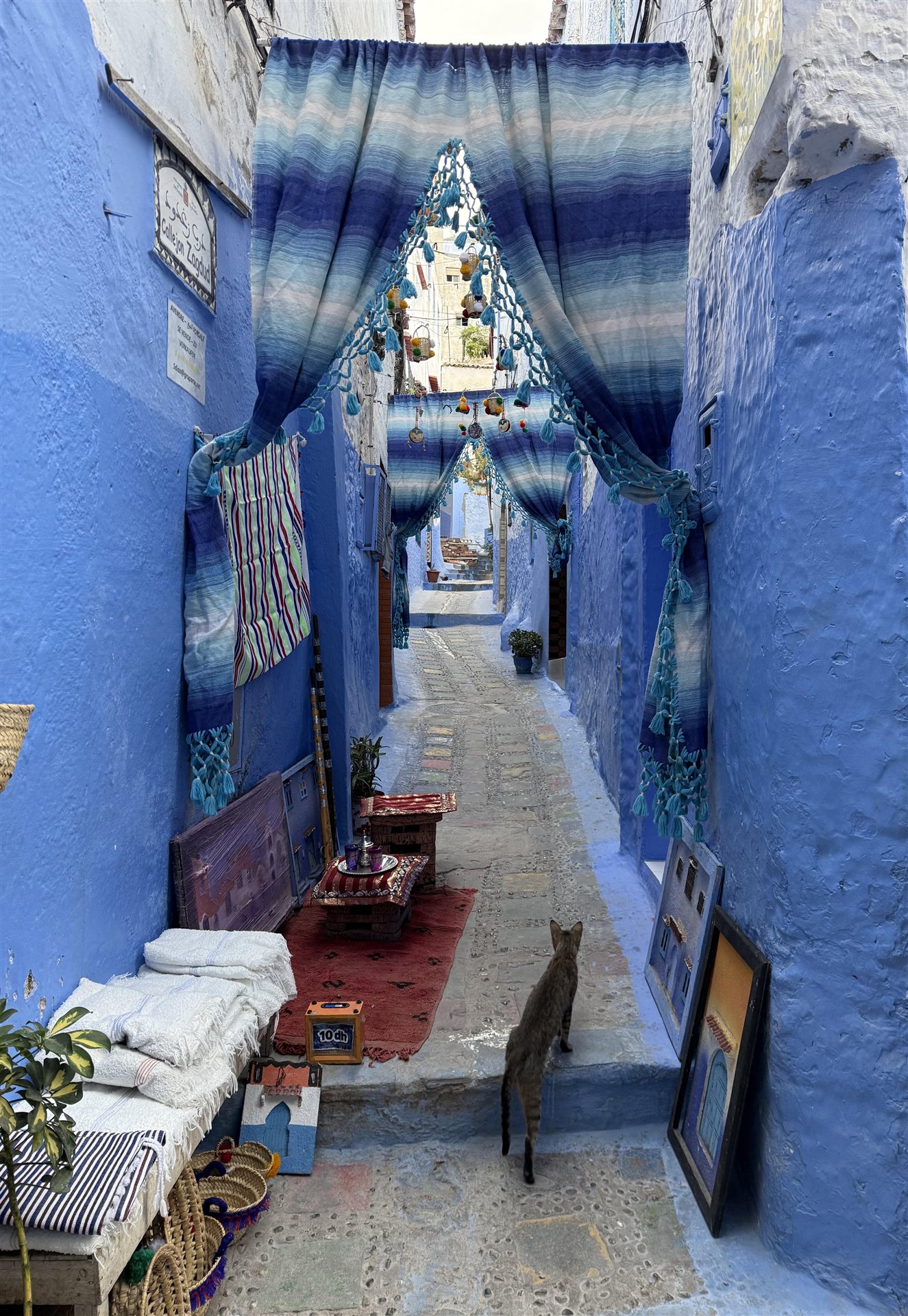 A cat in a decorated blue alley in Chefchaouen