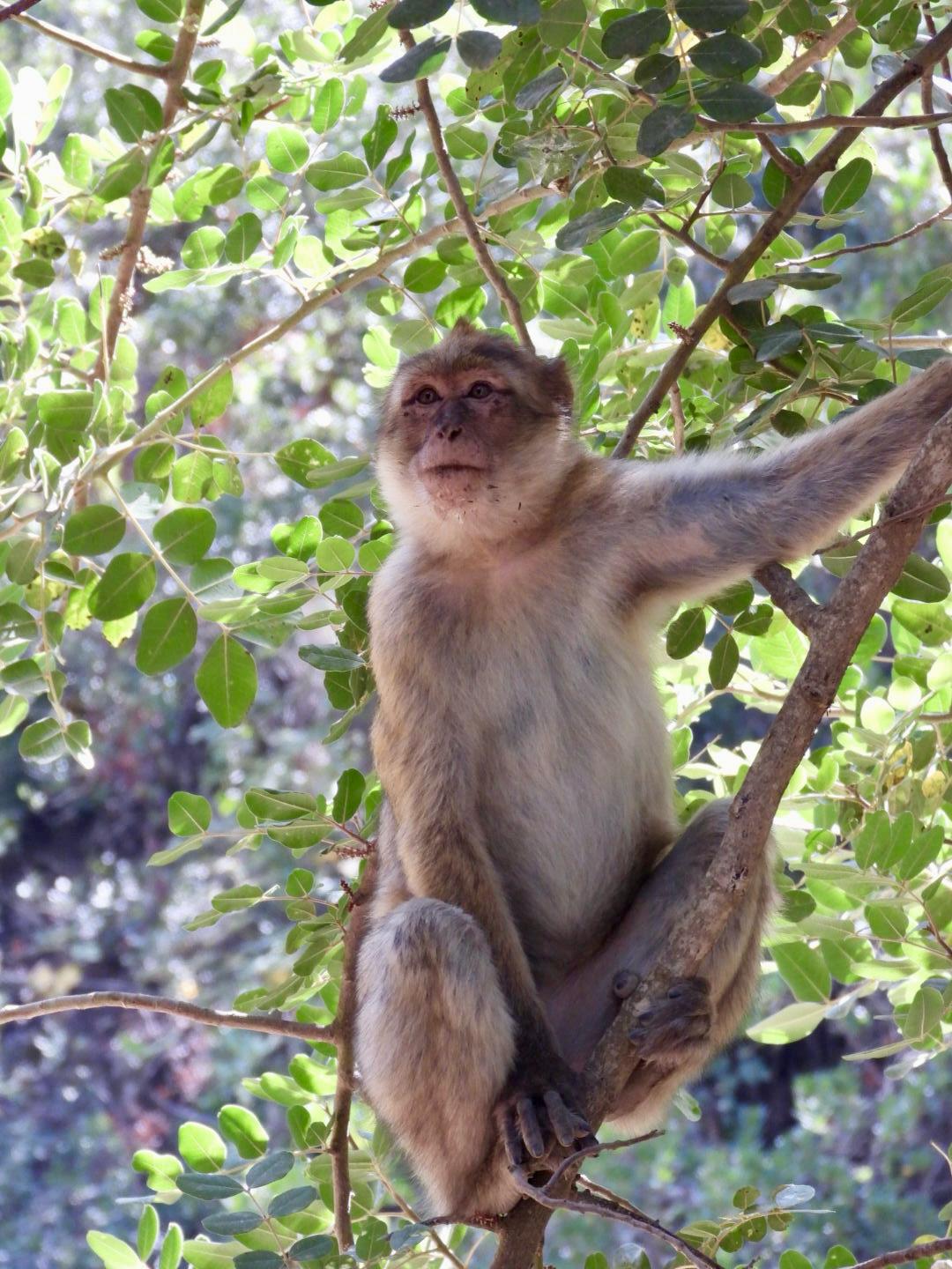 A Barbary macaque sitting in a leafy tree in the Rif Mountains
